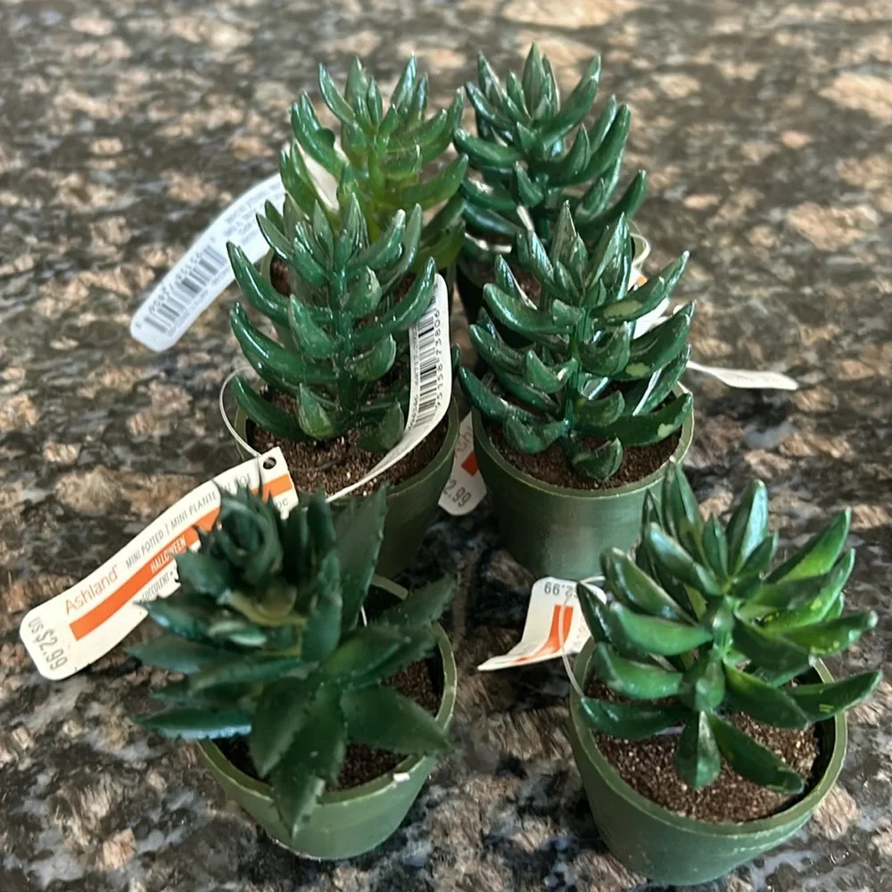 ASHLAND MINI POTTED SUCCULENT LOT OF 8 NWT